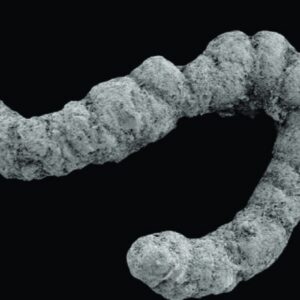 Did poop enable the evolution of complex animals?