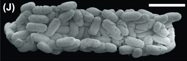 Phosphatized micro- scopic fecal pellets from the Gaotai Formation (Miaolingian, Wuliuan) Guizhou, China. YKLP.