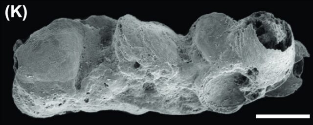 (K) Phosphatized microscopic coprolite composed of shells from the Gaotai Formation (Miaolingian, Wuliuan) Guizhou, China. YKLP 12112.