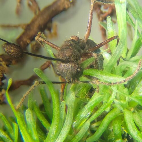 Parasitic zombie-ant fungus thrives in mosses, too