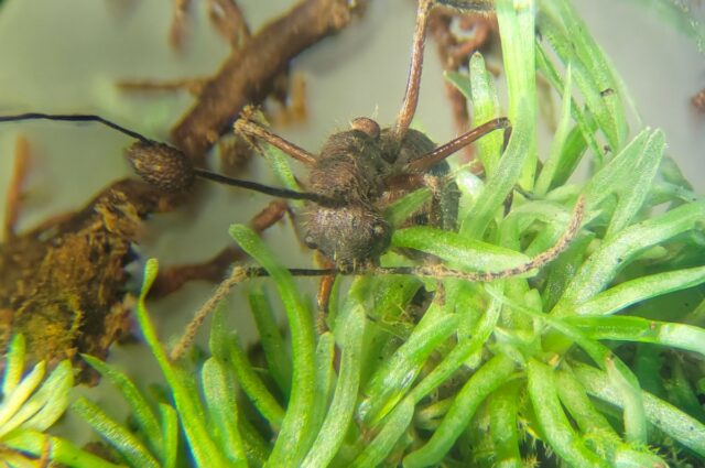 Camponotus nidulans ants infected by O. camponoti-nidulantis found among bryophytes at the Adolpho Ducke Forest Reserve.