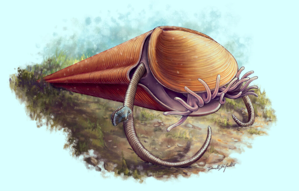 A painting of a hyolith in its shell