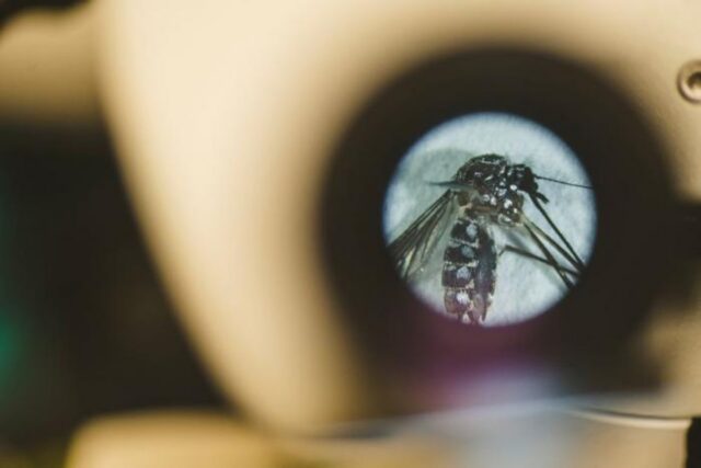 A mosquito is examined under a microscope in the lab of FIU professor Matthew DeGennaro.