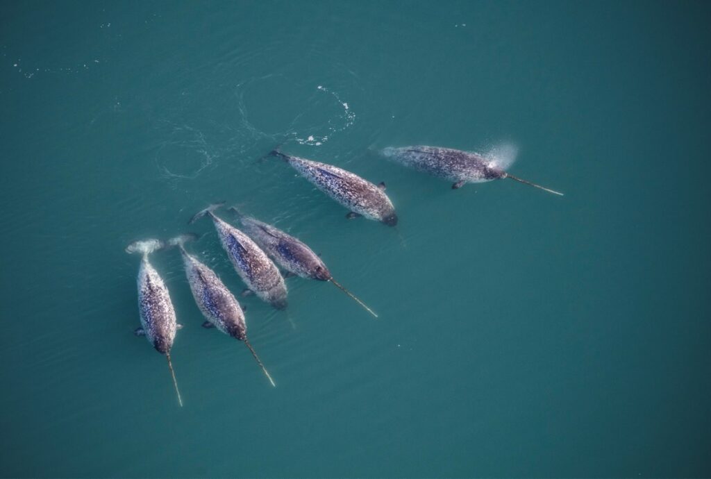 Narwhals in Northwest Greenland.