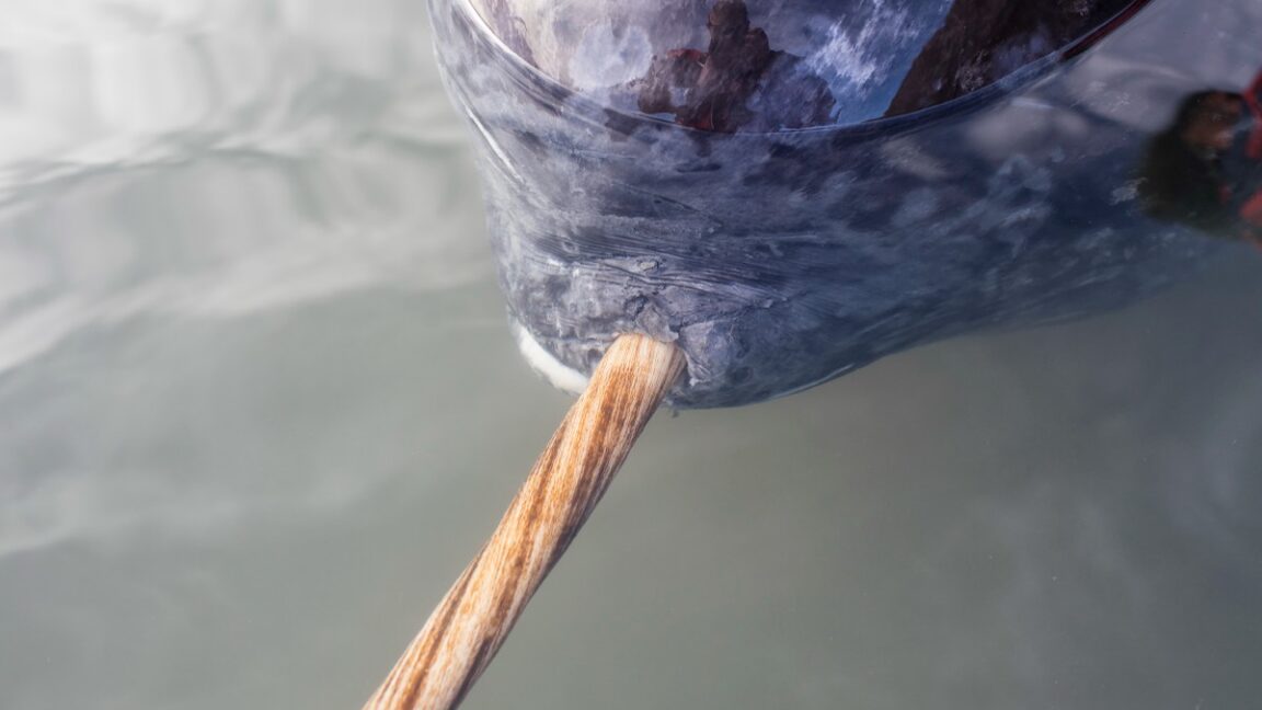 X-rays add new twist to narwhal's spiral tusk