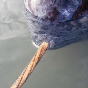 The narwhal’s tusk is the left canine tooth, which grows through the jaw and lip and can reach more than two meters in length.