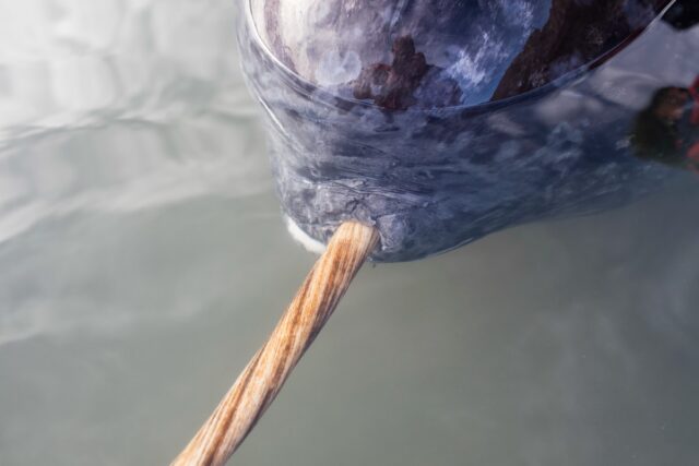 The narwhal’s tusk is the left canine tooth, which grows through the jaw and lip and can reach more than two meters in length.
