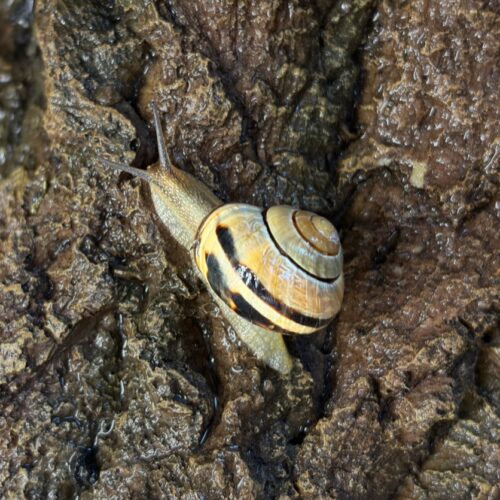 How snails engineer their slime