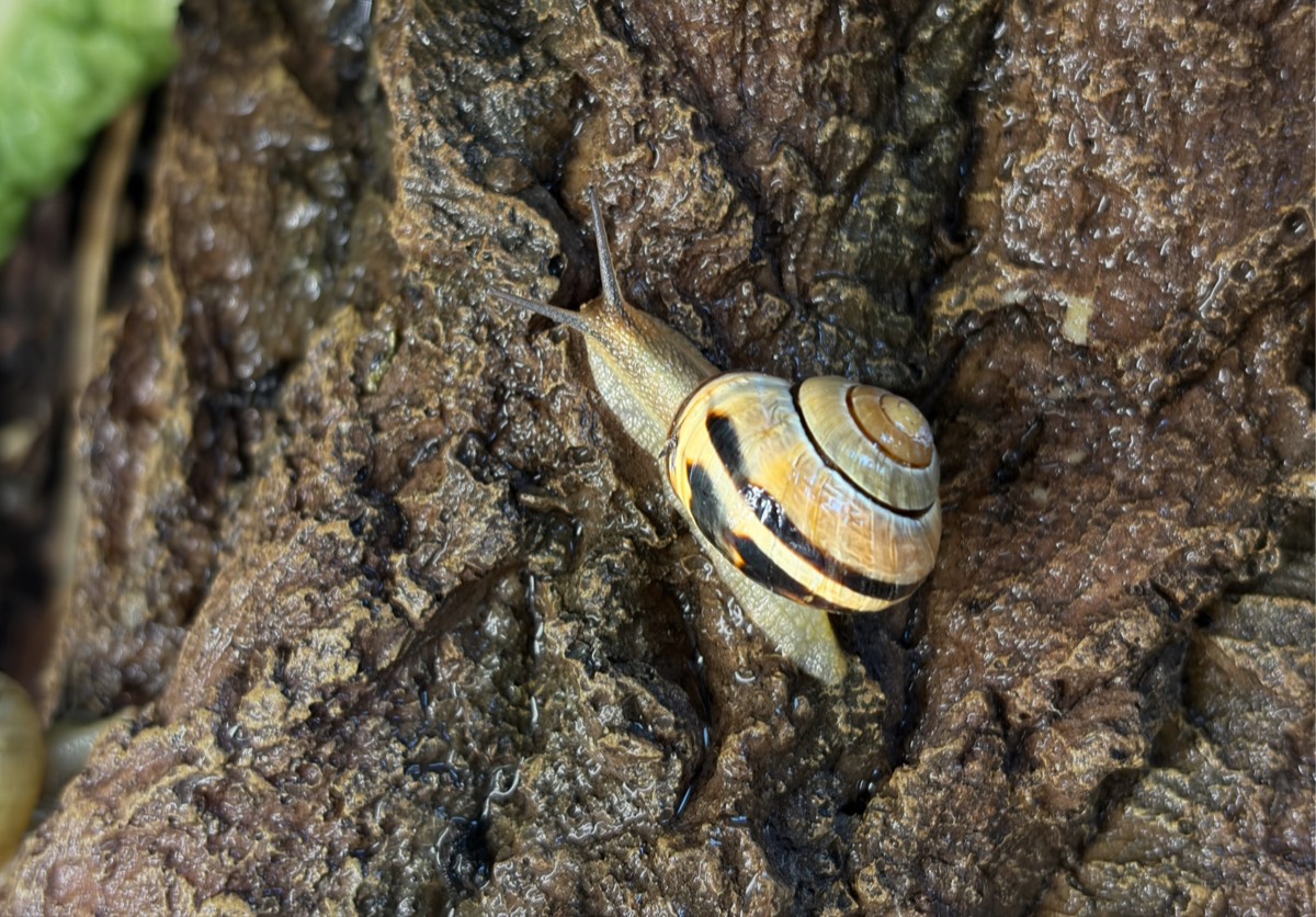 Snails Are Well-known for Their Mucus