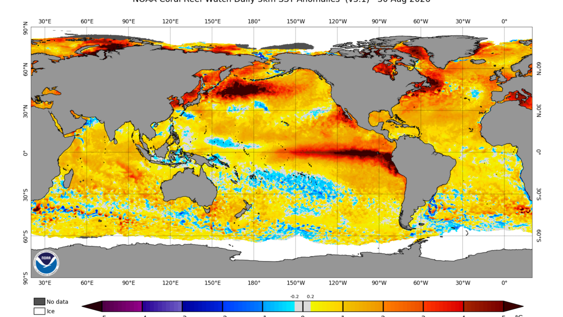 El Niño is now stronger than at any point in the last 1,000 years, study finds