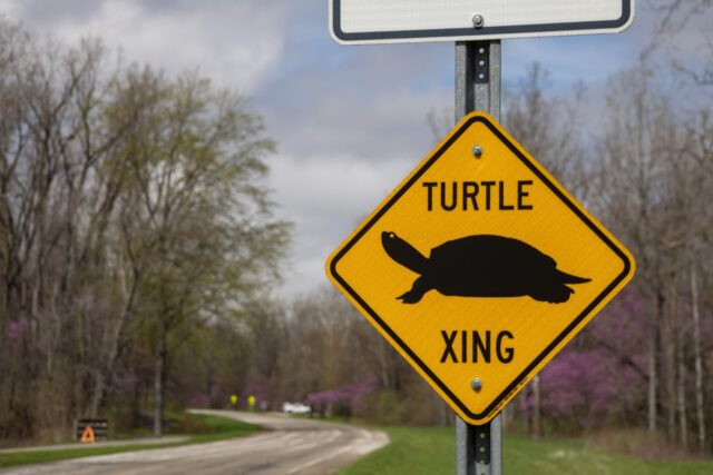 A street sign with an illustration of a turtle and text that says, "Turtle xing."