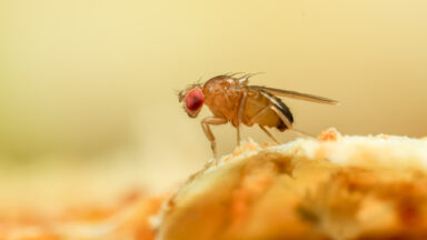 A male fruit fly stands on the edge of a piece of yellow material.