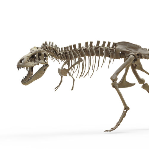 T. rex dişləri onu fil qədər isti olduğunu göstərir