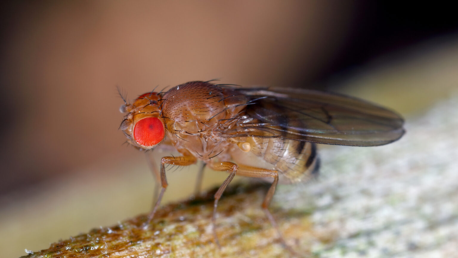 A female fruit fly with bright red eyes stands on a rough surface.
