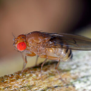 A female fruit fly with bright red eyes stands on a rough surface.