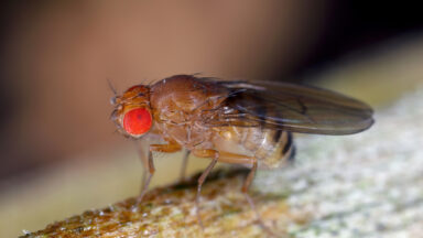 A female fruit fly with bright red eyes stands on a rough surface.