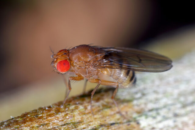 A female fruit fly with bright red eyes stands on a rough surface.