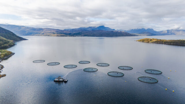 A drone view of a salmon farming facility in a fjord in Norway on September 22, 2024. Norway is one of the world's leading producers of Atlantic salmon, with fish farms like this playing a key role in the country's seafood industry. (Photo by Manuel Romano/NurPhoto via Getty Images)