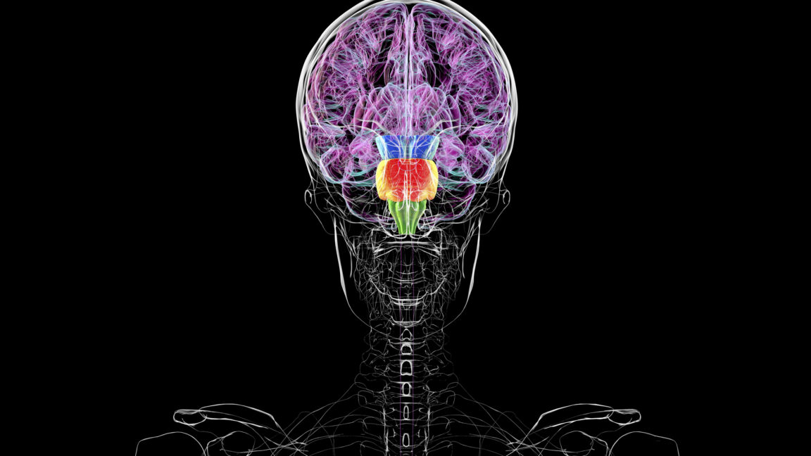 New research clarifies vertebrate brain segmentation