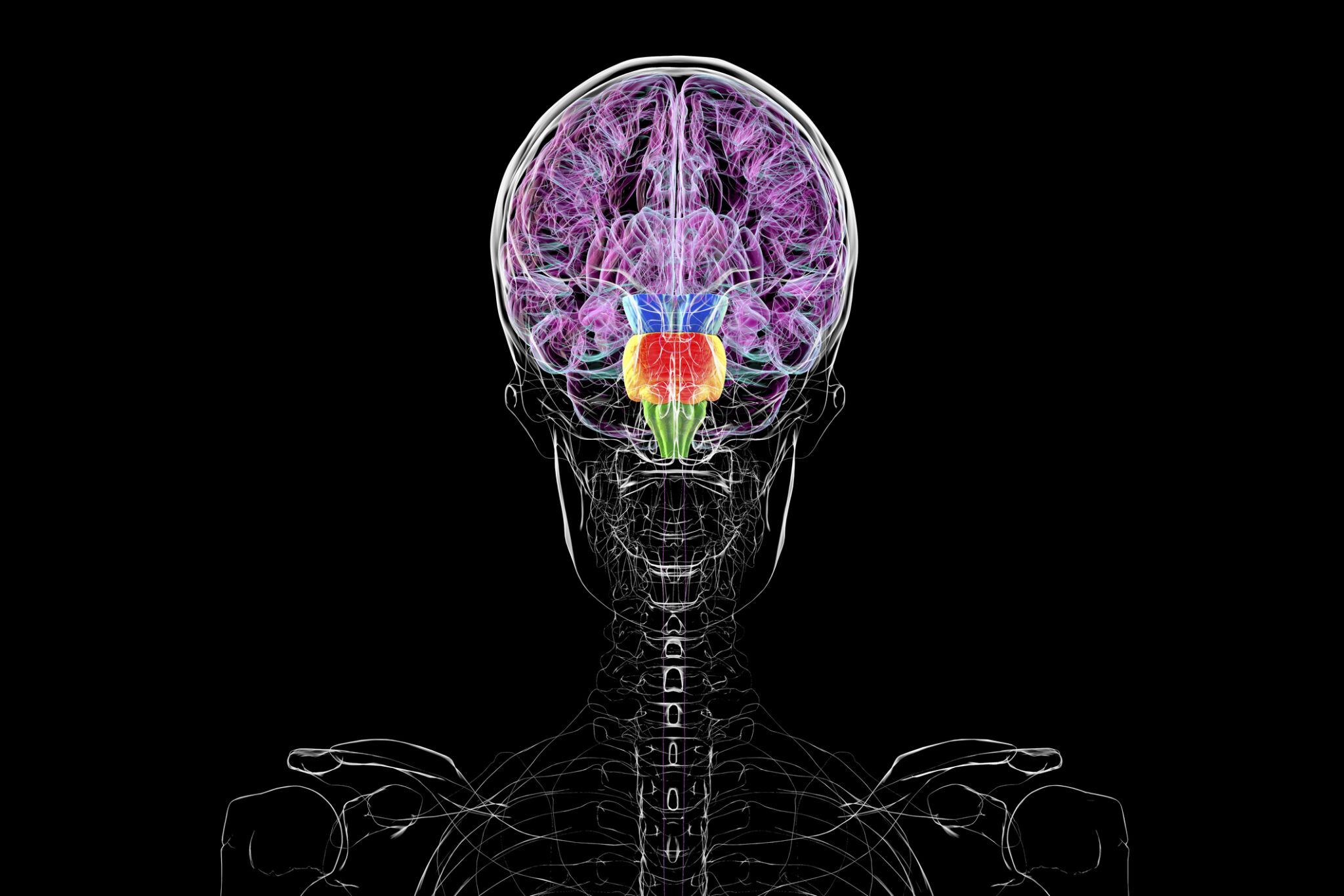 Image of a diagram of a human skull and upper torso in black and white. Segments of the brain are highlighted in color, with most of the color being a shade of 