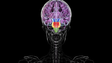 Image of a diagram of a human skull and upper torso in black and white. Segments of the brain are highlighted in color, with most of the color being a shade of pink that includes the entire top 2/3 of the brain.