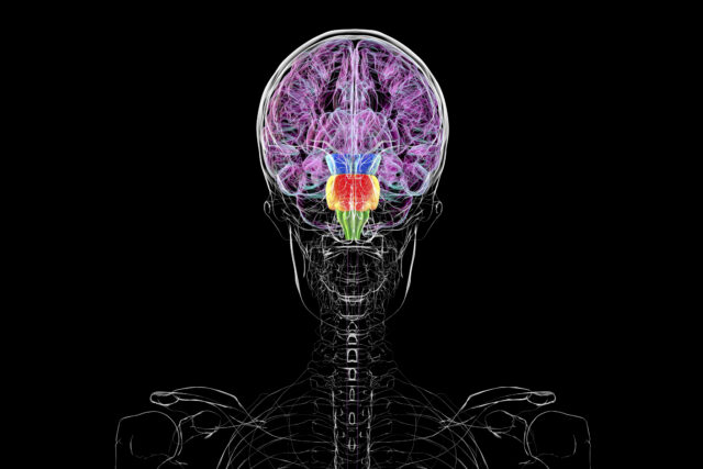 Image of a diagram of a human skull and upper torso in black and white. Segments of the brain are highlighted in color, with most of the color being a shade of pink that includes the entire top 2/3 of the brain.