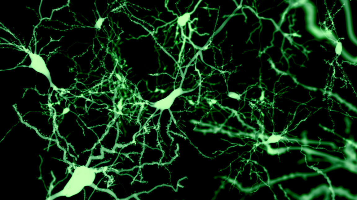 Cortical cells identified as potential sleep switch