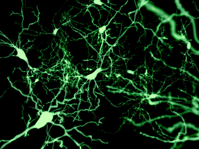 Finding the cells that put our brain to sleep