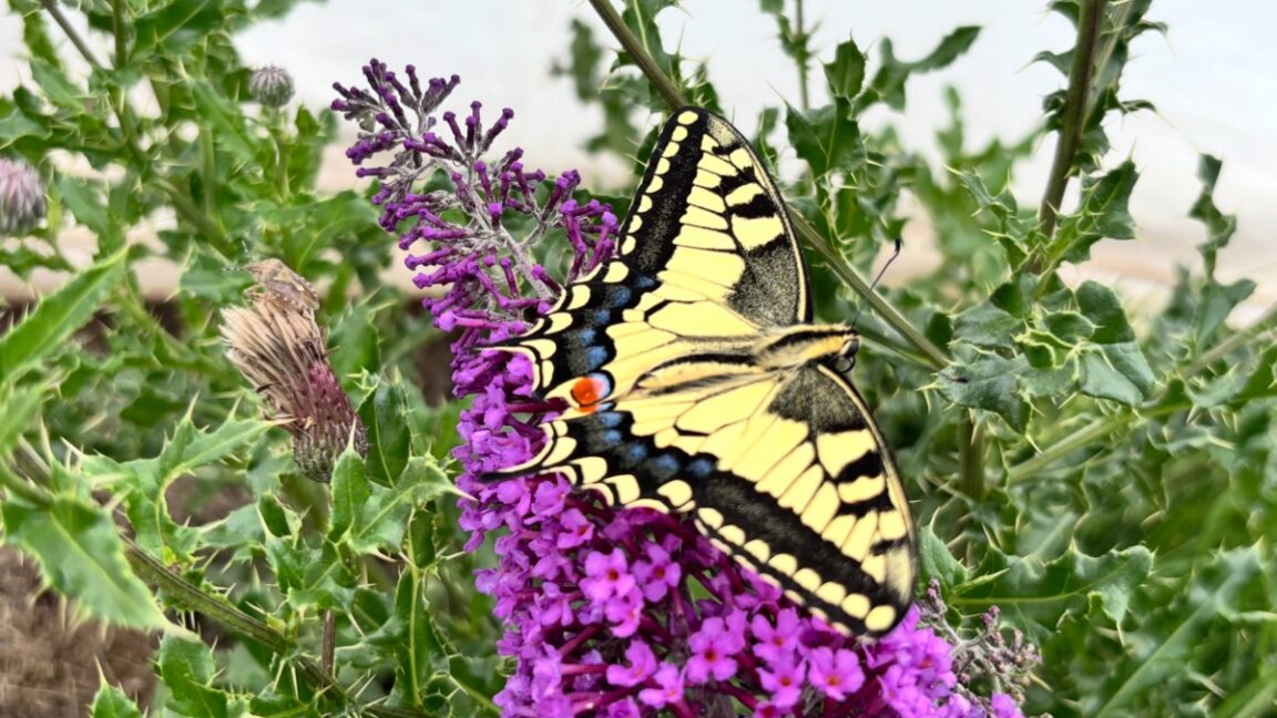 What butterfly wings have in common with barbershop poles
