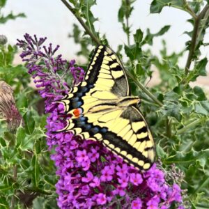 European swallowtail butterfly perched on a purple flower,