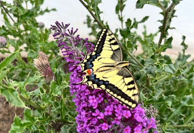 European swallowtail butterfly perched on a purple flower,