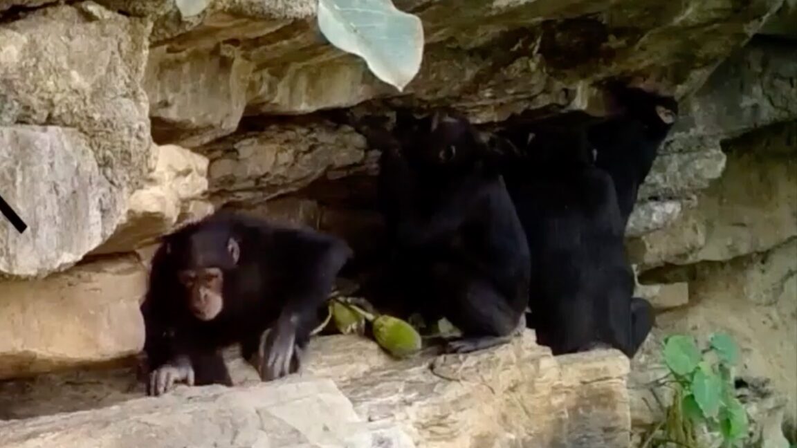 Chimps teach offspring tool use through deliberate transfer, study finds