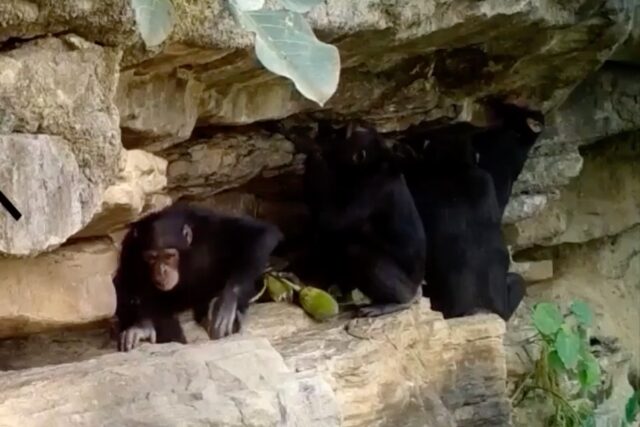 still image of chimps on a rock formation engaging in baobab fruit transfer