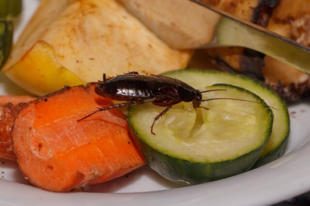 cockroach feeding on human food