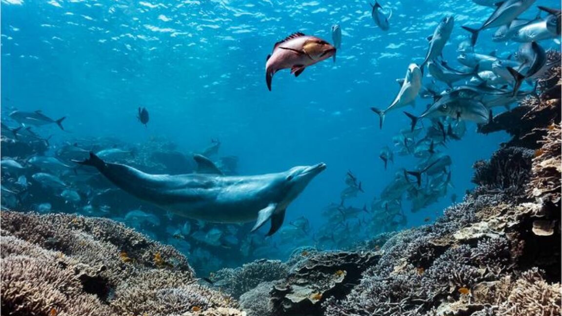 A dolphin named Bubbles makes other fish vomit, then eats it