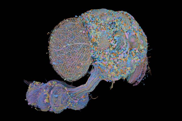 Second complete map of a fruit fly brain completed