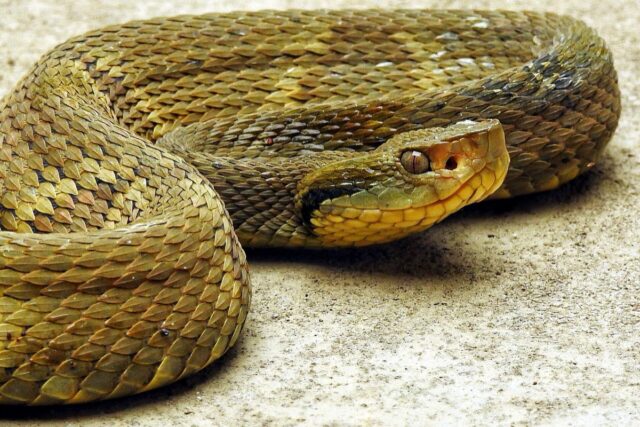 Bothrops jararaca—known as the jararaca[4] or yarara[5]—is a highly venomous pit viper species endemic to South America in southern Brazil, Paraguay, and northern Argentina.