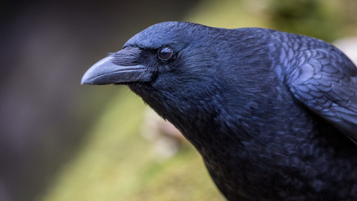 Crows can evaluate visual info twice as fast as mammals