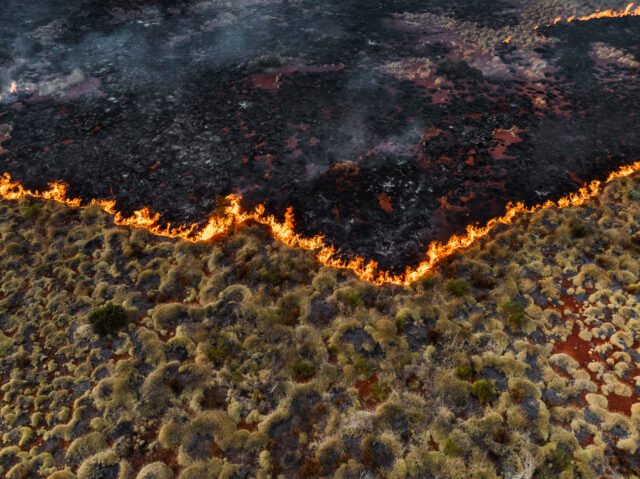 A wildfire burning through scrub. A line of flames runs across the center of the image, with blackened terrain at top, and untouched plants at bottom.