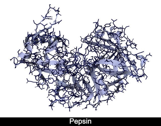 diagram of a protein, showing two lobes surrounding a cleft. The protein is shown using a combination of ribbons and individual atoms.