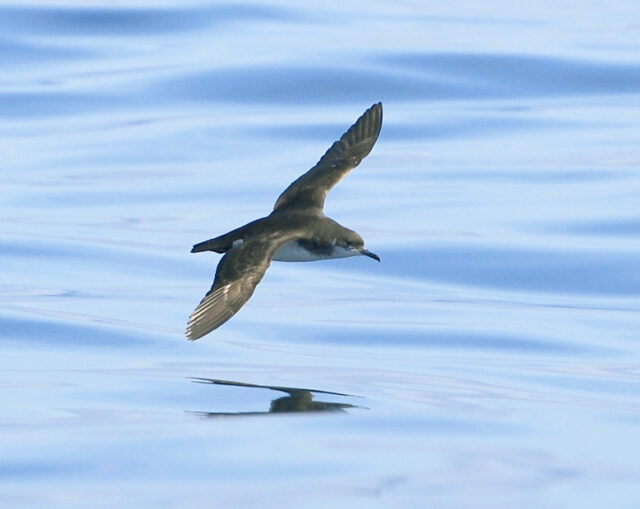 Image of a bird with a dark grey back skimming over the waves.