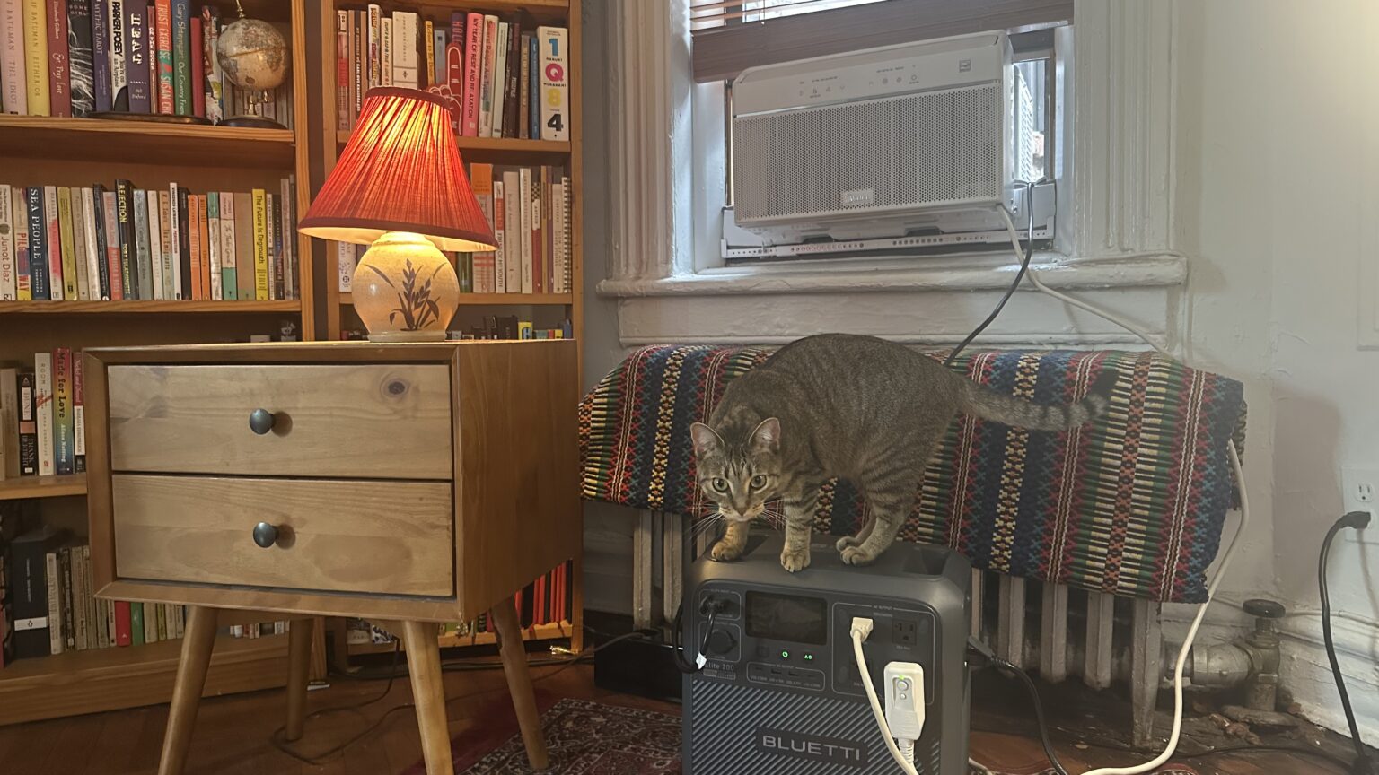 A cat named Abby stands on top of a Bluetti battery provided by Every Electric's free A/C powerbank program.