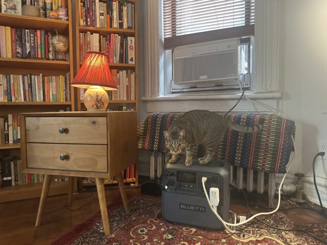 A cat named Abby stands on top of a Bluetti battery provided by Every Electric's free A/C powerbank program.
