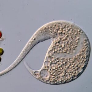 A tiny roundworm and a single-celled Dileptus explore their microscopic world