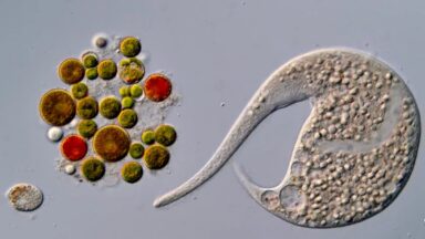 A tiny roundworm and a single-celled Dileptus explore their microscopic world