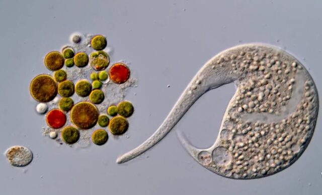A tiny roundworm and a single-celled Dileptus explore their microscopic world