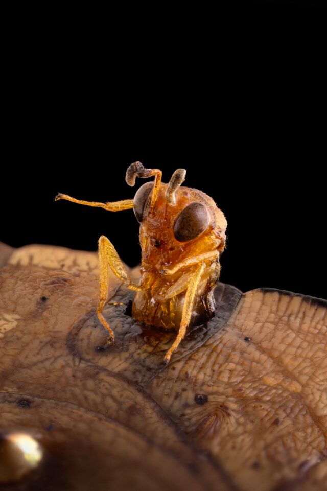 A parasitoid wasp emerging from a butterfly chrysalis