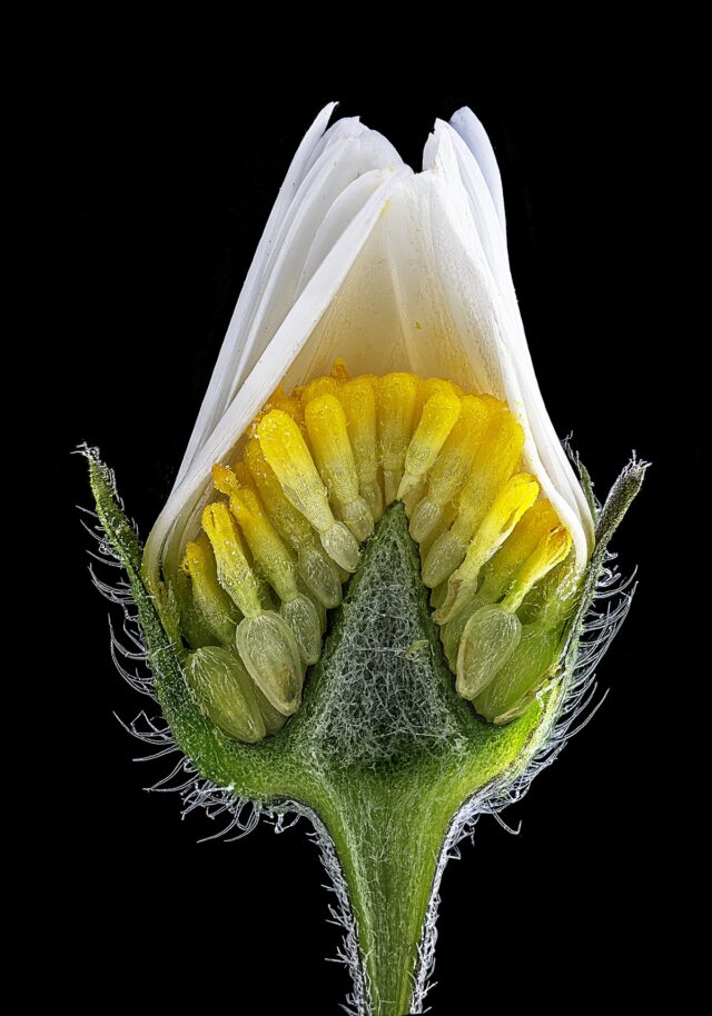 inner structure of a closed daisy