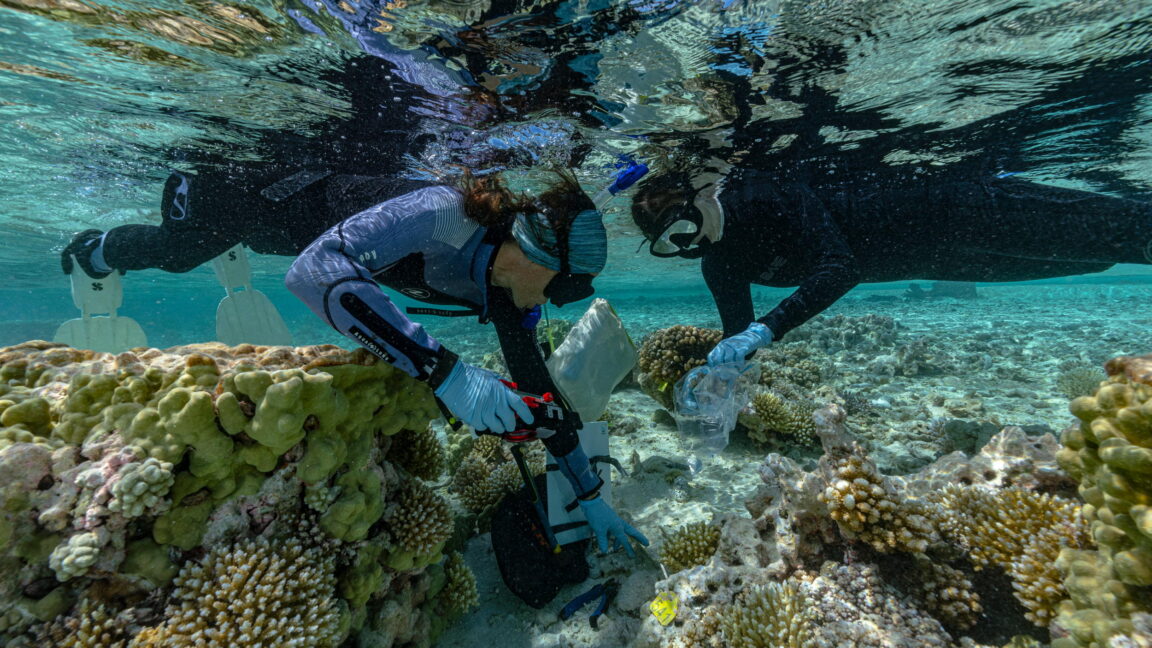 Rewilding could help vulnerable islands keep pace with rising seas