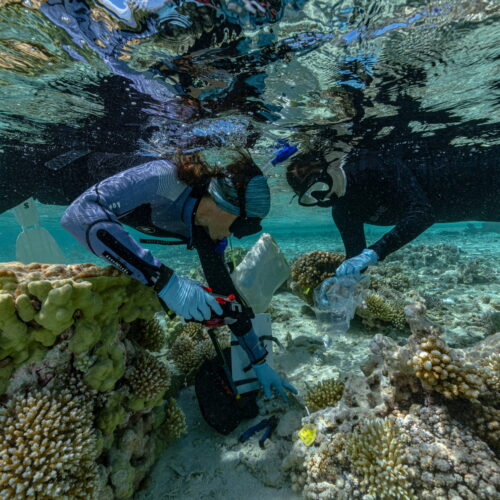 Rewilding could help vulnerable islands keep pace with rising seas